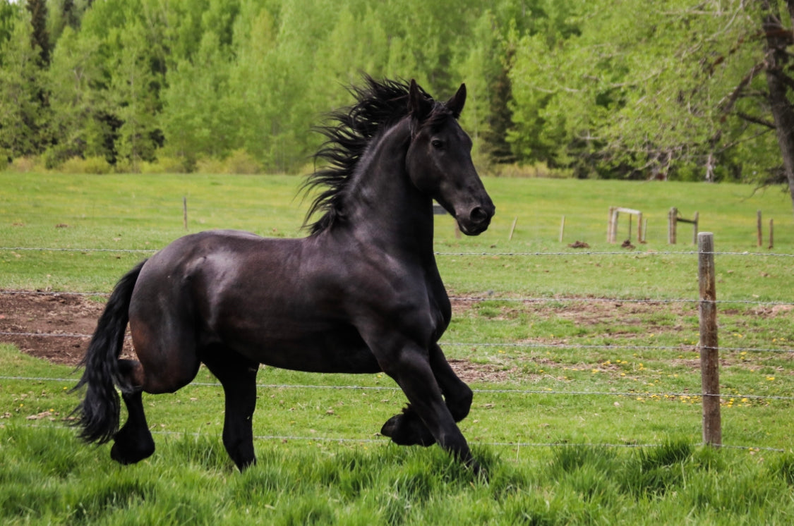 Baroque Friesian Equistyle – LifeGlow Artistry