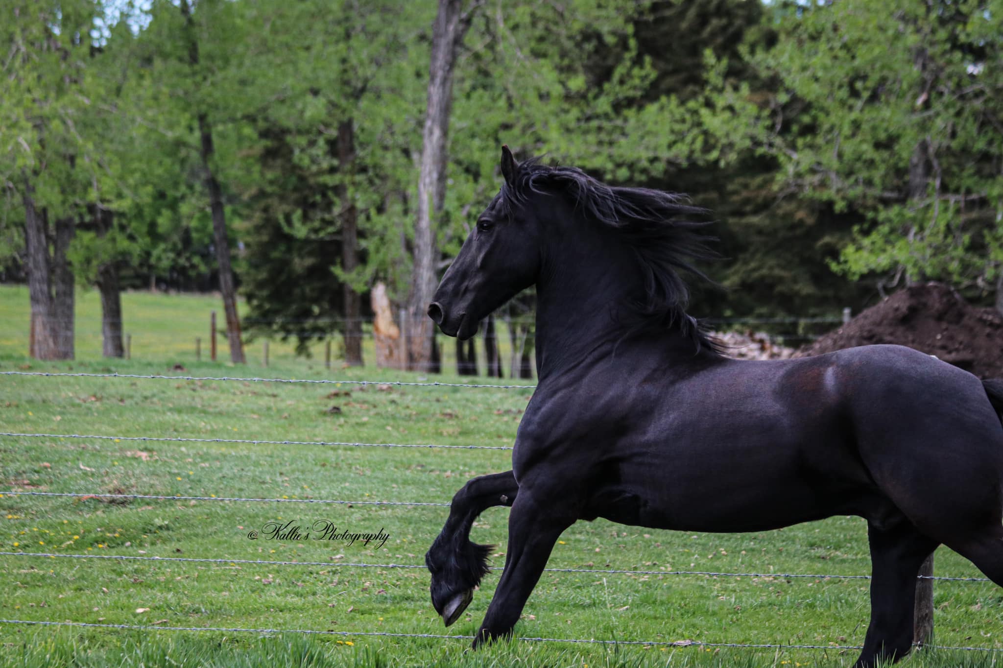 Baroque Friesian Equistyle Apparel