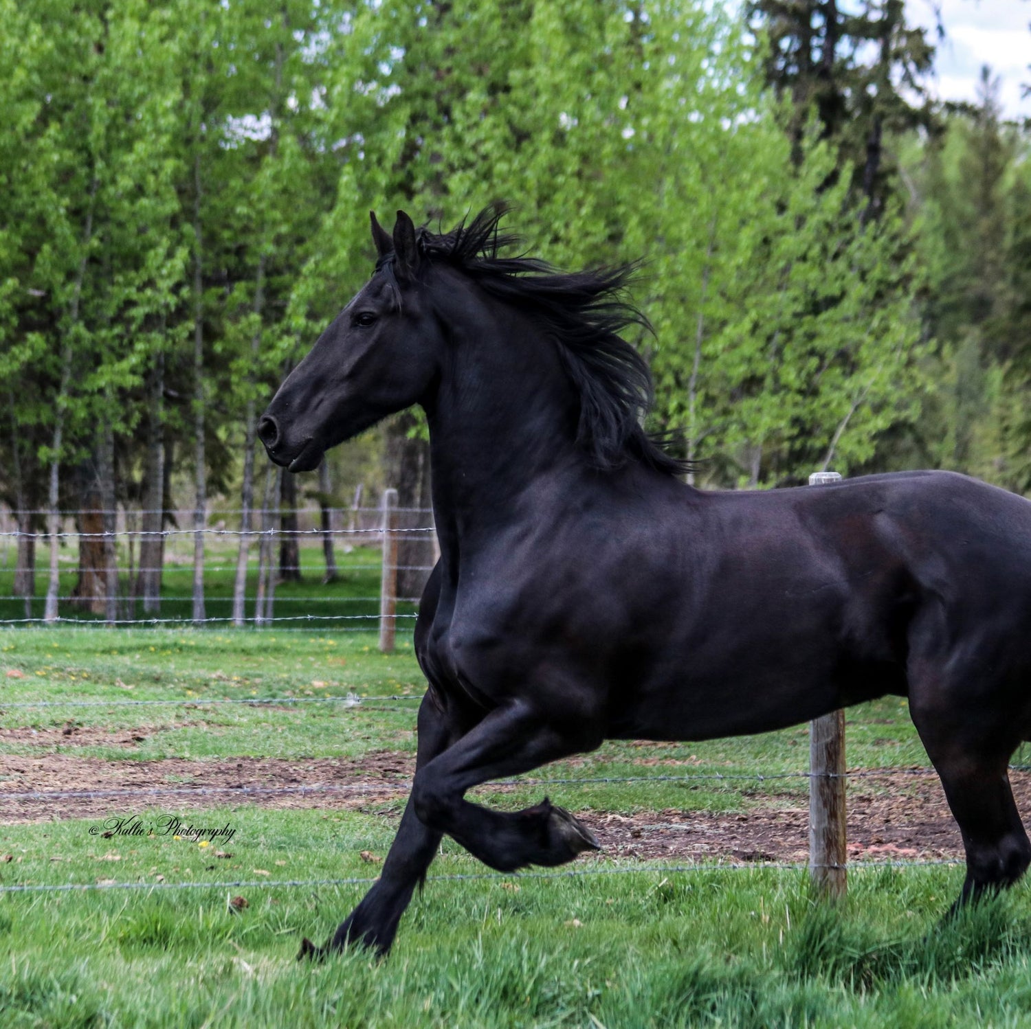 LifeGlow Artistry's inspiration for the Baroque Friesian Equistyle Collection